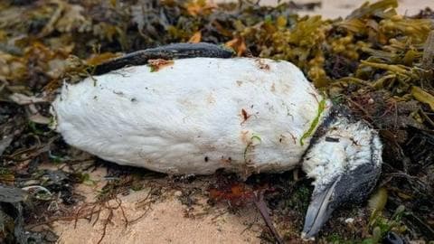 A close up of a guillemot lying dead among seaweed on a beach. The bird is black and white and has a black beak.