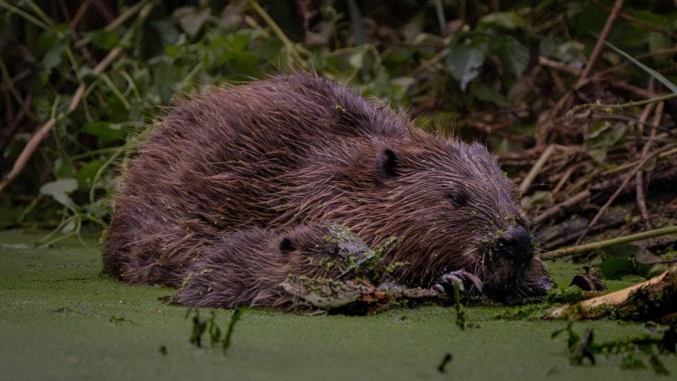 An adult beaver lies at the water's edge with a small kit nestled against it, both with wet fur flecked with green duckweed.