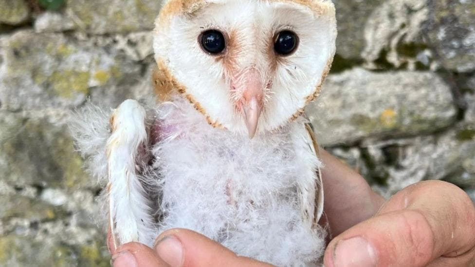Small owl chick with heart-shaped face, buff-coloured backs and white underparts held in a hand.