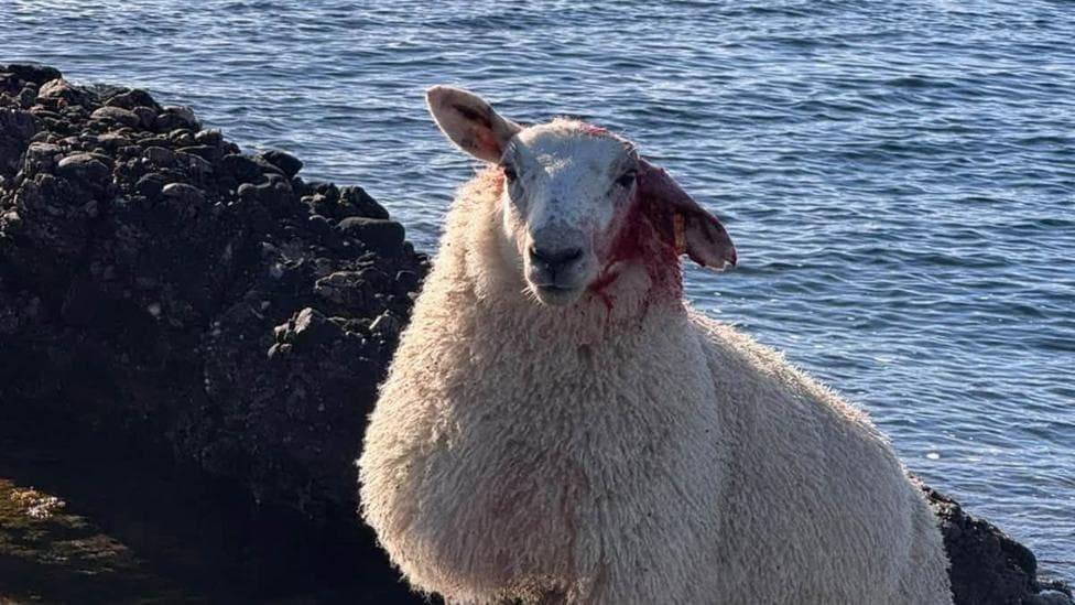 A sheep, with an injured and bloody ear, on an outcropping of rocks near the sea.