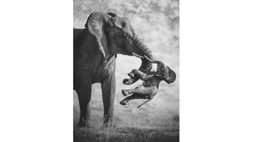 Black-and-white photograph of an adult elephant lifting the body of a dead elephant calf with its trunk. The calf is hanging limp in the air, with its legs and head lowered. The adult elephant stands beside it in an outdoor setting with a blurred background.