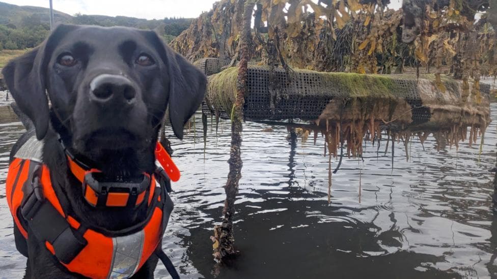 A medium sized black dog in an orange high viz jacket is standing in shallow water on the coast and is staring into the camera. Hanging next to her is a platform dripping with an orange and green gooey slime.