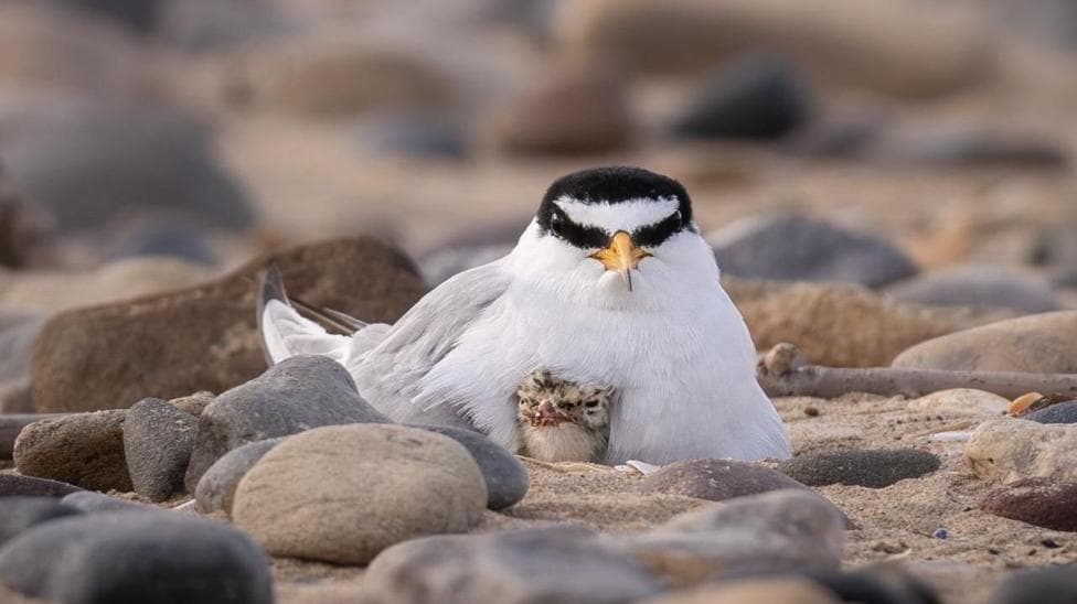 An adult little tern and a fledgling. The adult is small and mostly white, with black strips on top of its head and across its eyes. It also has an orange-yellow beak. The fledgling sits underneath the adult, just poking through its chest. It is light brown and fluffy with darker spots on its head. The pair are sitting on a beach with sand and larger rocks surrounding them.