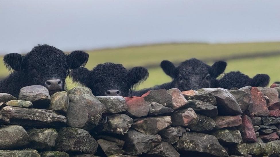 Three blue grey cows look over a stone wall, with fields in the background