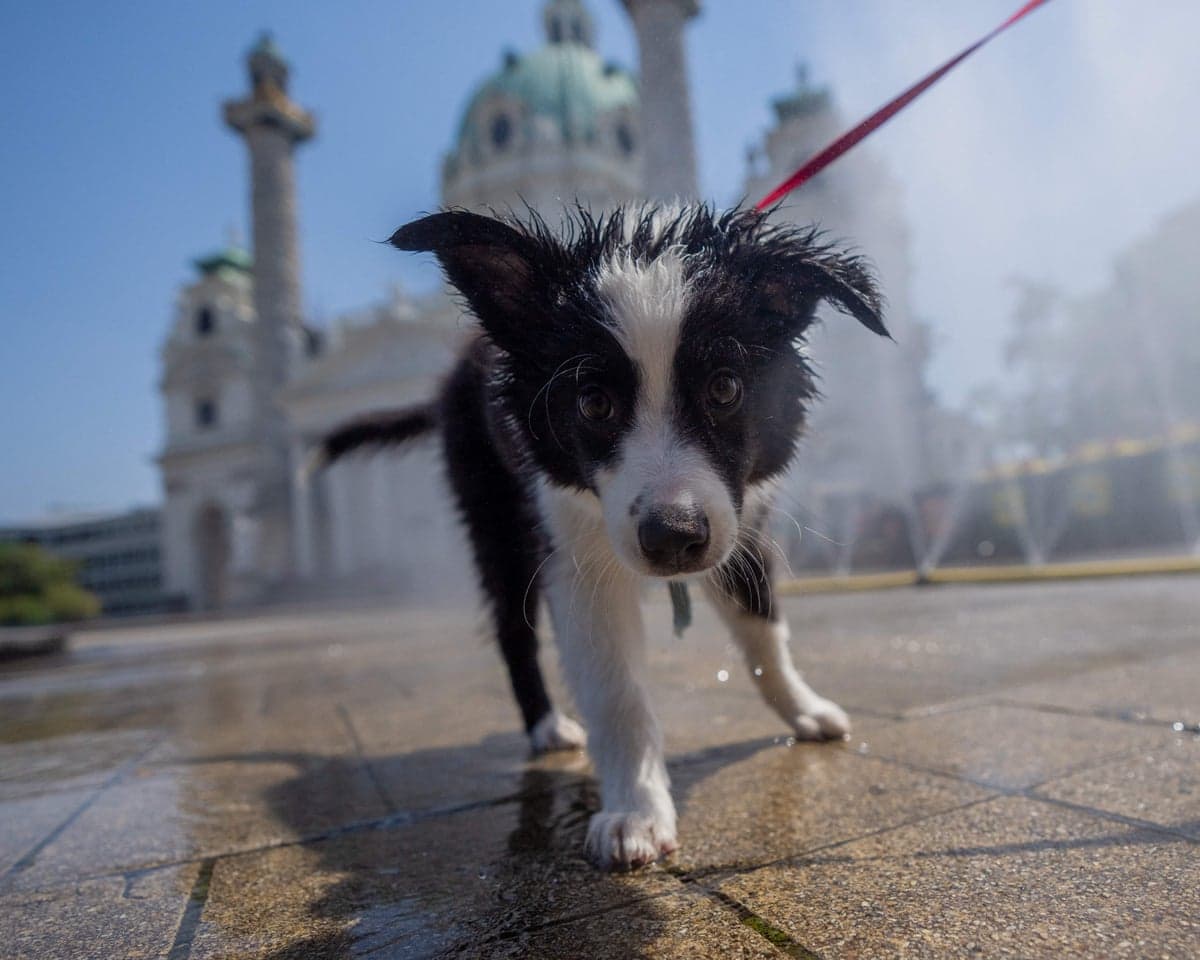 A wet puppy on a lead walks through water spray near Vienna's Karlsplatz square