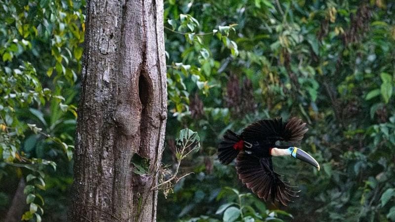 A toucan flies from a tree trunk with lush greenery of the Brazilian Amazon in the background