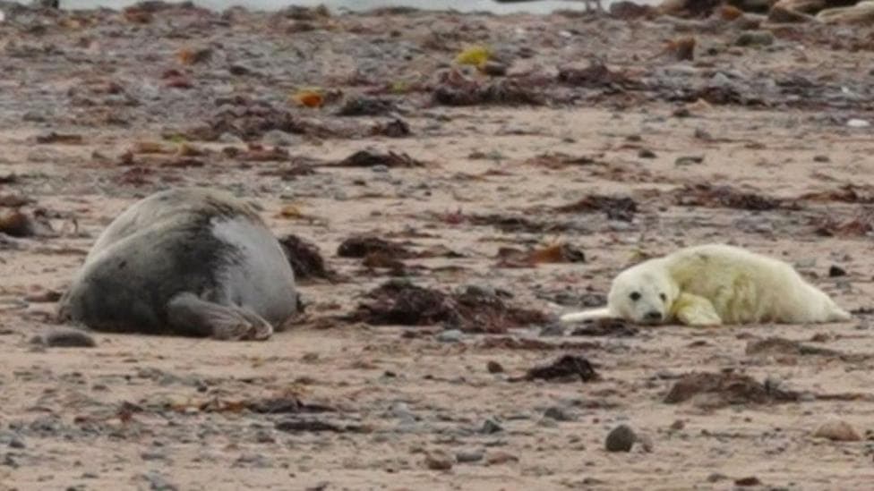 An adult grey seal and a grey seal pup lie on the sand at a beach on South Walney Nature Reserve near Barrow, Cumbria. The adult seal is grey and the seal pup is much smaller, white and covered in fluffy fur.