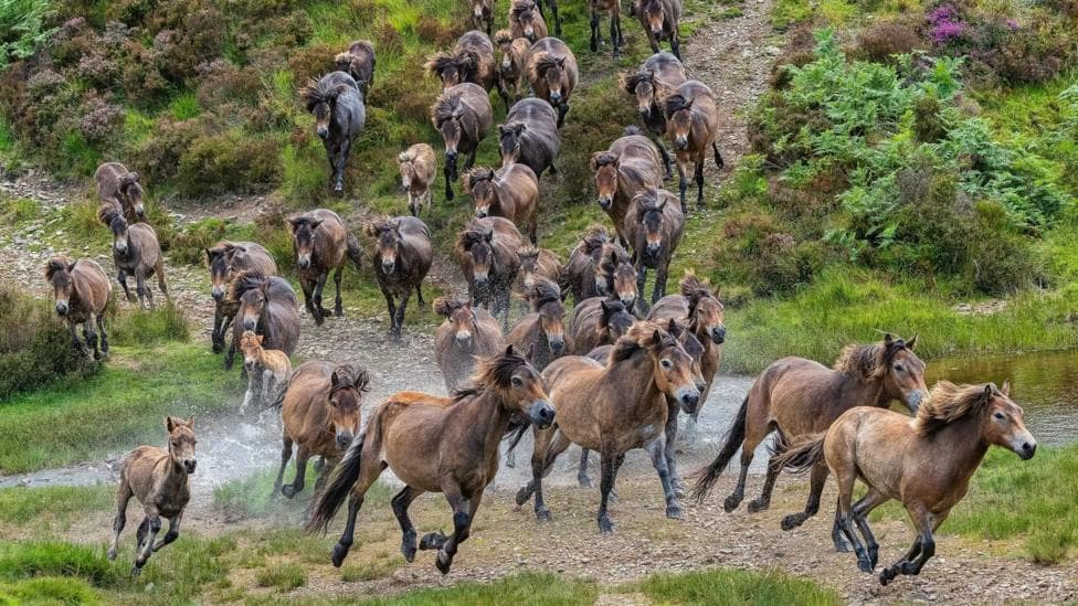 Many Exmoor ponies at at Lancombe Crossing, Brendon Common. They are running along the grass and across a small stream.
