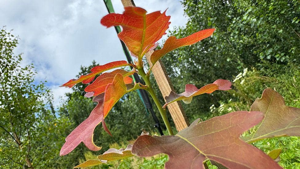 Close-up, low-angle view of a young tree with red-orange leaves against a cloudy sky, supported by a wooden stake, with green foliage and trees in the background.