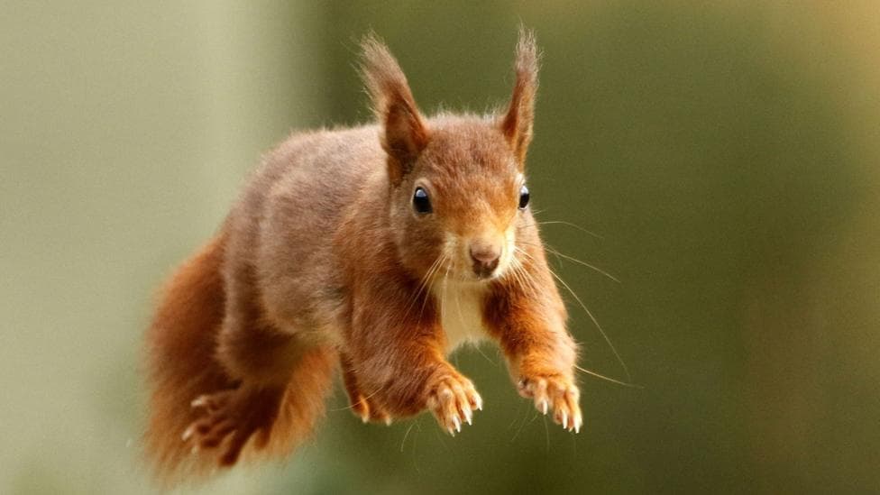 A red squirrel pictured leaping through the air. The background is out of focus.