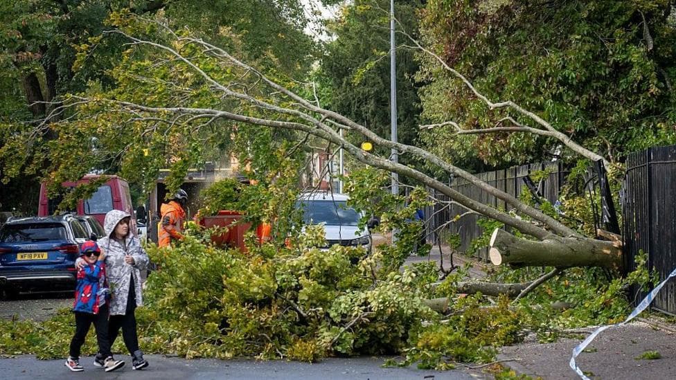 Fallen tree over a road with workmen trying to cut up and clear the branches from the road. Pedestrians walking around the tree