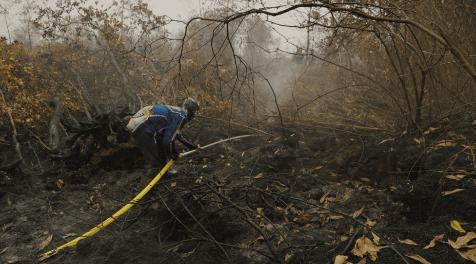 A firefighter trying to put out a fire while surrounded by dried, dead trees on charred lands.