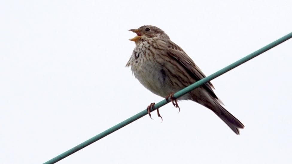 A small bird, which has brown and white colouring, is perched on a green wire. It has its mouth open and is looking to the left.