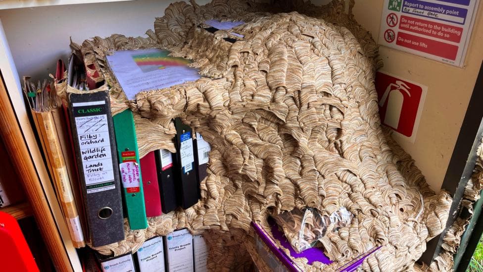 A large wasps' nest covers A4 folders and documents on a shelf.