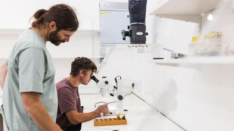 Two male scientists look at a microscope in a white laboratory. The one looking directly at the microscope has a maroon top and short hair. The man standing to his left has a light blue t-shirt, a pony tail and a beard. He is looking at somethng on the lab worktop.