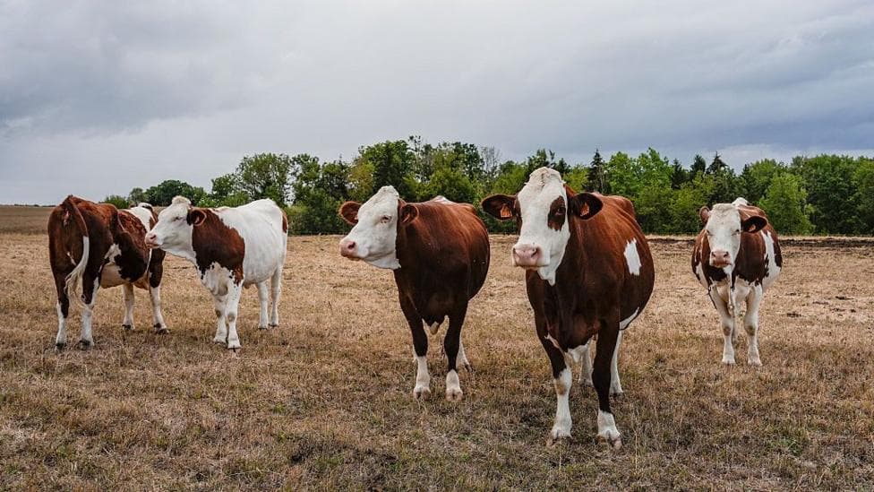 A file photo of cattle in France. Five brown and white cows stand in a dry brown field in front of a row of green trees under a cloudy grey sky.