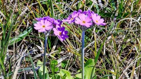 A rare flower pictured in Upper Teesdale. A cluster of small purple flowers grow out of a single stem. There are two plants side by side in a patch of grass.