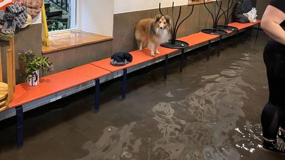 A dog inside a shop taking shelter from flood water on raised seating.