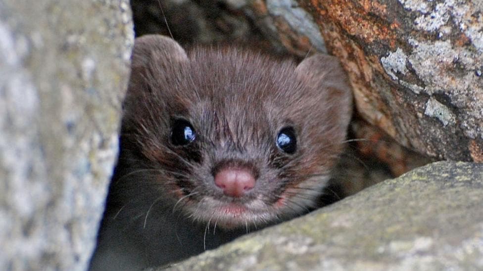 The stoat has a cat-like face and copper coloured fur. It is peering from a gap between lichen-covered stones.
