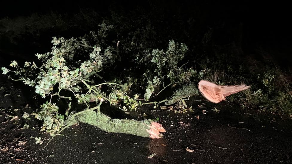 A tree in the middle of the road in the dark. The thin trunk has split in two and the tree is covered in green lichen. The tree is being illuminated by a light, the rest of the tree is in shadow.