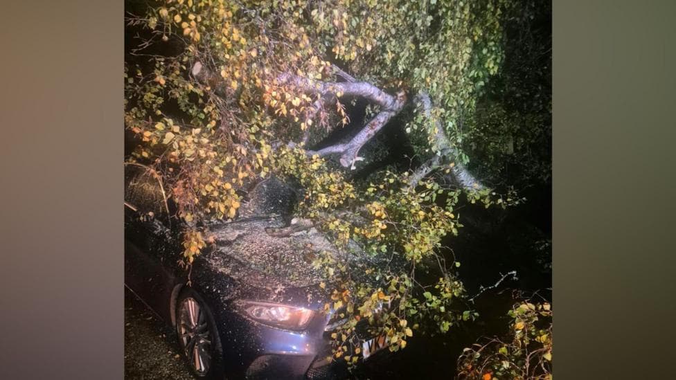 A dark coloured car at night time, with a large tree with green leaves that has fallen across its bonnet and windscreen