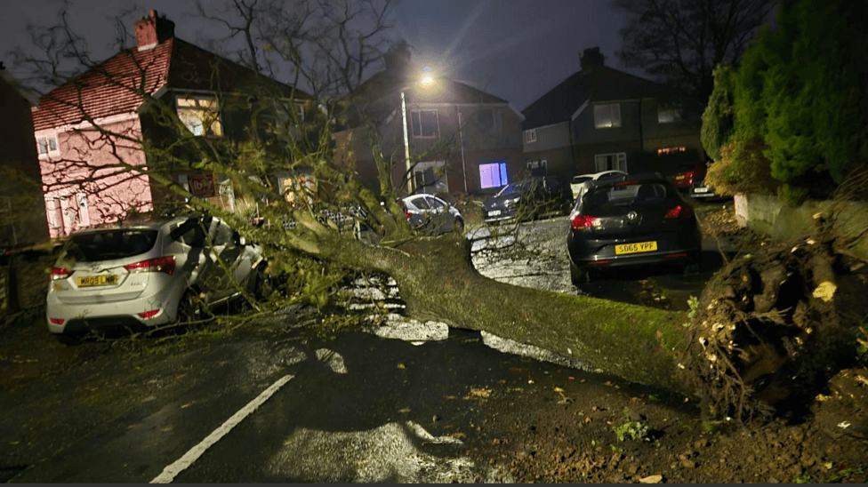 A green tree has been completely uprooted and is on a wrecked silver car. In the background are houses.