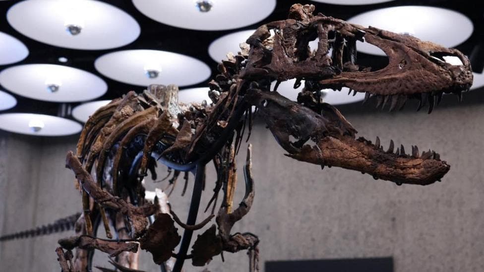 'Jodi' a rare mounted skeleton of Nanotyrannus, on display in a well-lit room.