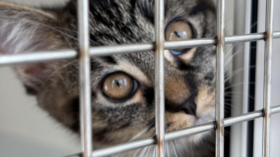 The top of a tabby cat looking through a cage at the rescue centre.