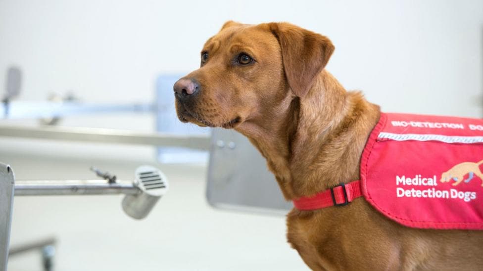 Florin is wearing a bright pink working vest in a laboratory setting. Florin has short, reddish-brown fur and floppy ears. The dog is wearing a pink vest secured with a red strap around the chest.