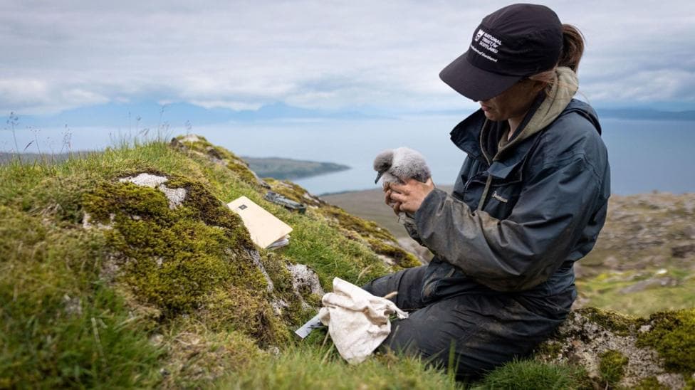 A conservationist wearing blue waterproof and a black cap is kneeling down on a hilltop while holding a young manx shearwater. The bird is grey and fluffy. Behind the woman is an area of coastline and the sea.