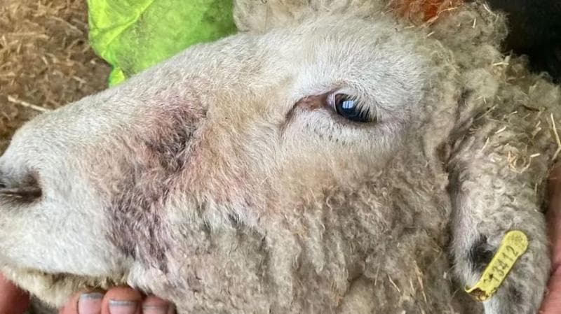 A farmer holding a sheep's face
