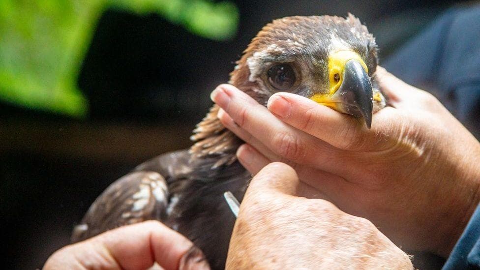 A golden eagle being held in human hands. It is looking directly into the camera.