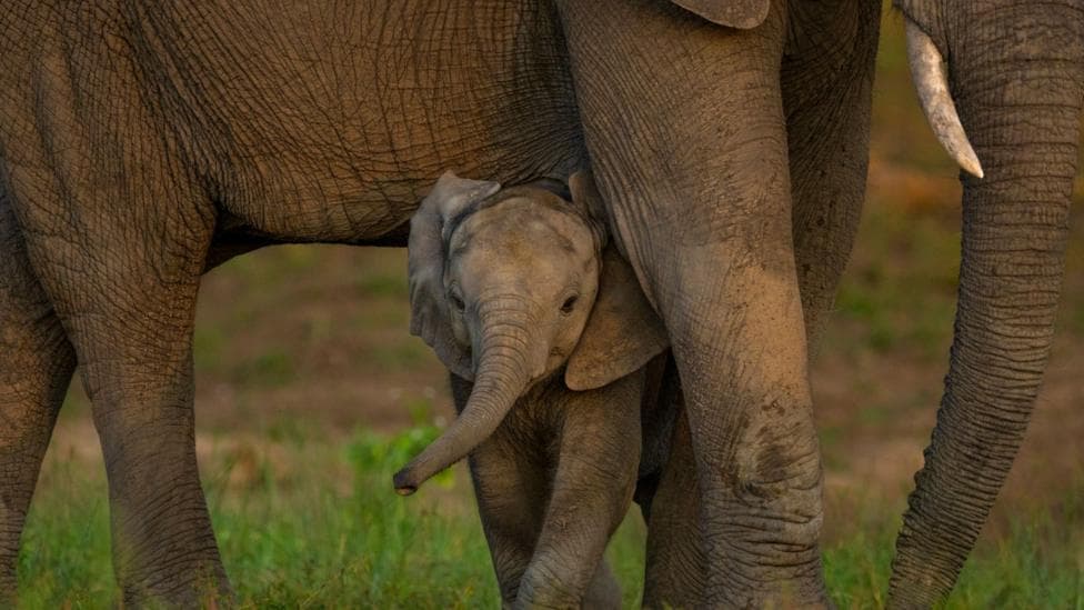 A baby elephant cane be seen under the legs of an adult elephant in the background is some grass